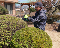 植木・庭木のお手入れ〈刈り込み写真〉