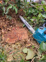 高さ5m幹太さ30cm　庭木伐採画像埼玉県蓮田市