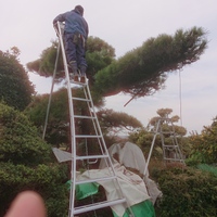 黒松の剪定〈5m〉の剪定作業写真　埼玉県久喜市